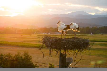 IG_Staje, gnezdo Štorkelj_blaž Pogačar